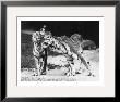 Tiger Love by H. Armstrong Roberts Limited Edition Print