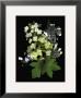 Hydrangea by Susan Barmon Limited Edition Pricing Art Print
