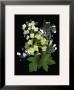 Hydrangea by Susan Barmon Limited Edition Print