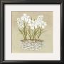White Flowers In Basket by Lucciano Simone Limited Edition Pricing Art Print