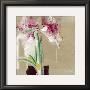 Amaryllis Tachete by C. Bernarduchene Limited Edition Pricing Art Print