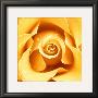 Yellow Rose by Cassandra Power Limited Edition Print