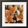 Apricot Dreams Ii by Lane Ashfield Limited Edition Print