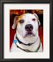 Sonny American Bulldog by Robert Mcclintock Limited Edition Print