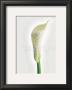 Calla by Ziggy Cramer Limited Edition Print