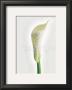 Calla by Ziggy Crämer Limited Edition Pricing Art Print