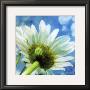 Daisies I by Ingrid Blixt Limited Edition Print