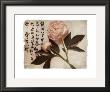 Oriental Peony by Julie Nightingale Limited Edition Pricing Art Print
