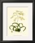 Orchid Array Iii by Drake Limited Edition Print