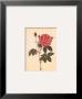 Rosa Gallica Officialis by Pierre-Joseph Redoutã© Limited Edition Print