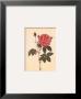 Rosa Gallica Officialis by Pierre-Joseph Redoute Limited Edition Pricing Art Print