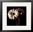 Gerber Daisies I by Michael Harrison Limited Edition Pricing Art Print