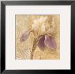 Brocade Iris by Albena Hristova Limited Edition Pricing Art Print