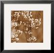 Cherry Blossom by Ann Dahlgren Limited Edition Print