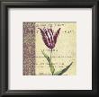 Tulip by Paula Scaletta Limited Edition Pricing Art Print