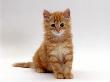 Domestic Cat, 8-Weeks, Fluffy Ginger Male Kitten by Jane Burton Limited Edition Print