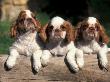 Three King Charles Cavalier Spaniel Puppies On Log by Adriano Bacchella Limited Edition Print