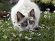 Domestic Cat, Seal Bicolour Ragdoll Kitten Decked In Daisy Chain by Jane Burton Limited Edition Print