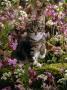 Domestic Cat, 8-Week, Tabby Among Red Campion And Hedge Parsley by Jane Burton Limited Edition Pricing Art Print