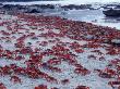 Masses Of Christmas Island Red Crabs Spawning On The Beach by Jurgen Freund Limited Edition Print