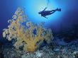 Diver And Soft Coral, Great Barrier Reef, Queensland, Australia by Jurgen Freund Limited Edition Print