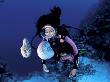 Diver With Pair Of Pearly Nautilus, Great Barrier Reef, Queensland, Australia by Jurgen Freund Limited Edition Print