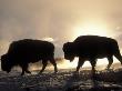 Two Bison Silhouetted Against Rising Sun, Yellowstone National Park, Wyoming, Usa by Pete Cairns Limited Edition Print