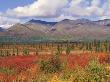 Tundra Landscape In Autumn, Denali National Park, Alaska Usa by Lynn M. Stone Limited Edition Print