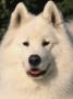 Samoyed Dog, Usa by Lynn M. Stone Limited Edition Print