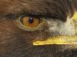 Golden Eagle Adult Portrait, Close Up Of Eye, Cairngorms National Park, Scotland, Uk by Pete Cairns Limited Edition Print