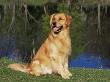 Domestic Dog Sitting Portrait, Golden Retriever, (Canis Familiaris) Illinois, Usa by Lynn M. Stone Limited Edition Print