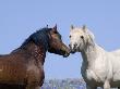Bay Stallion And Palomino Stallion Touching Noses, Pryor Mountains, Montana, Usa by Carol Walker Limited Edition Print