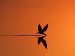 African Skimmer Skimming At Sunset, Chobe National Park, Botswana by Tony Heald Limited Edition Print