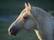 Wild Palomino Stallion, Head Profile, Pryor Mountains, Montana, Usa by Carol Walker Limited Edition Print