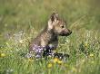 Grey Wolf Pup Amongst Flowers, Montana, Usa by Tom Vezo Limited Edition Print