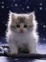Domestic Cat, 7-Week Fluffy Silver And White Kitten by Jane Burton Limited Edition Print