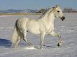 Grey Andalusian Stallion Trotting Through Snow, Colorado, Usa by Carol Walker Limited Edition Print