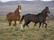 Mustang / Wild Horse, Two Mares And Colt Foal Trotting, Wyoming, Usa Adobe Town Hma by Carol Walker Limited Edition Print