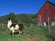 Domestic Llama, On Farm, Vermont, Usa by Lynn M. Stone Limited Edition Print