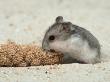 Young Dwarf Hamster Eating Millet by Petra Wegner Limited Edition Print