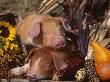 Domestic Piglets, Resting Amongst Vegetables, Usa by Lynn M. Stone Limited Edition Print