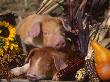 Domestic Piglets, Resting Amongst Vegetables, Usa by Lynn M. Stone Limited Edition Pricing Art Print