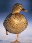Mallard Female Duck Standing On One Leg On Ice, Highlands, Scotland, Uk by Pete Cairns Limited Edition Print
