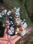 Harlequin Shrimp, Starfish Prey, Upside Down To Prevent It From Escaping, Andaman Sea, Thailand by Georgette Douwma Limited Edition Print
