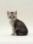 Domestic Cat, 6-Week, Silver Tabby Male Kitten by Jane Burton Limited Edition Pricing Art Print