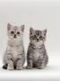 Domestic Cat, 7-Week, Two Silver Kittens by Jane Burton Limited Edition Pricing Art Print
