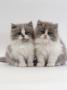 Domestic Cat, 9-Week, Two Persian Cross Lilac Bicolour Kittens by Jane Burton Limited Edition Print