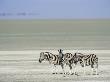 Three Common Zebra, On The Etosha Pan, Etosha National Park, Namibia by Tony Heald Limited Edition Print