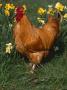 Domestic Chicken, Amongst Daffodils, Usa by Lynn M. Stone Limited Edition Print