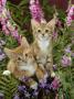 Domestic Cat, 10-Week, Red Male And Ginger Female Spotted Tabbies Among Foxgloves And Bellflowers by Jane Burton Limited Edition Print